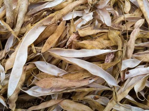 Pile of dry empty open bean pods, legume yield Foto stock
