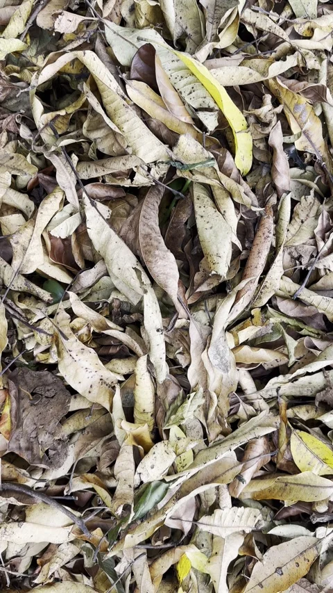 Pile of dry fallen leaves for composting Stock Footage 346637160