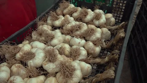 Pile of dry garlics Stock Footage 287502716