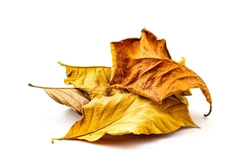 Pile of dry leaf 스톡 사진
