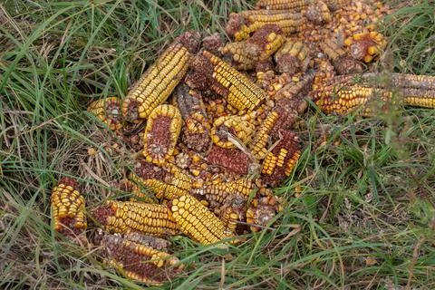 Pile of dry rotten corn in green grass.Pollution of the environment with wast Stock Photos