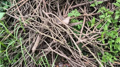 Pile of dry tree branches and twigs on ground in garden 库存影片 347843050
