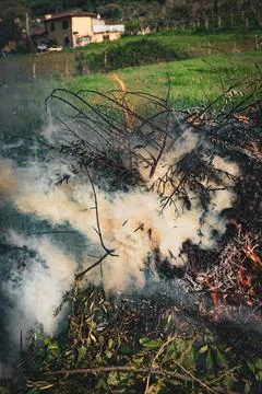 Pile of dry tree branches, fallen leaves and cut grass burning in campfire Stock Photos