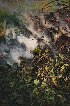 Pile of dry tree branches, fallen leaves and cut grass burning in campfire Stock Photos