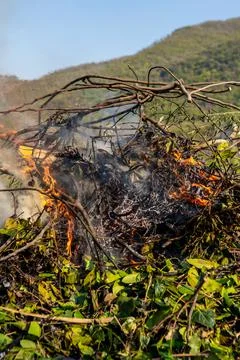Pile of dry tree branches, fallen leaves and cut grass burning in campfire Stock Photos