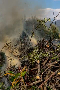 Pile of dry tree branches, fallen leaves and cut grass burning in campfire Stock Photos