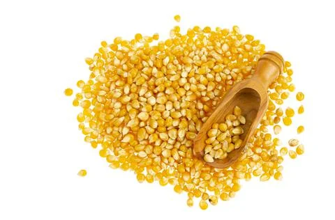 Pile of dry yellow corn kernels isolated on white background Stock Photos