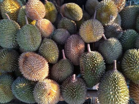 Pile of durians Stock Photos