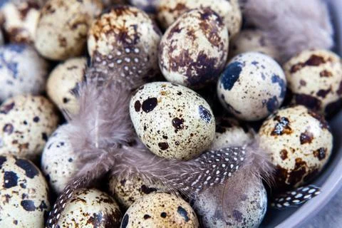 Pile of Easter quail eggs on gray fabric rag on concrete background 스톡 사진