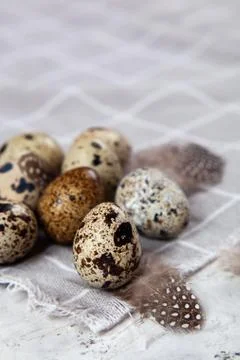 Pile of Easter quail eggs on gray fabric rag on concrete background Stock Photos