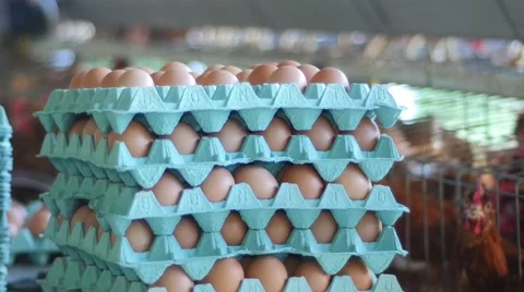 Pile of eggs in the henhouse 스톡 동영상 62538643