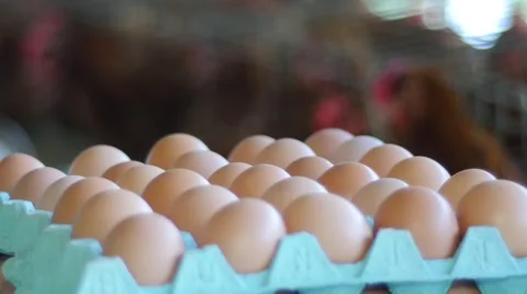 Pile of eggs in the henhouse 库存影片 62540307
