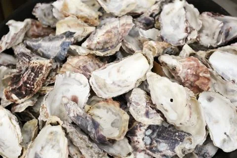 Pile of empty oyster shells in a trash can Stock-Fotos