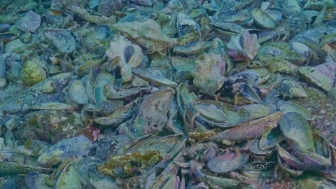 Pile of empty shells and brittle stars on seabed Stock Footage 344985070