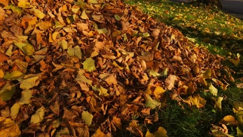 A pile of fall leaves; gathering fallen yellow fall leaves into a pile. 库存影片 347404995