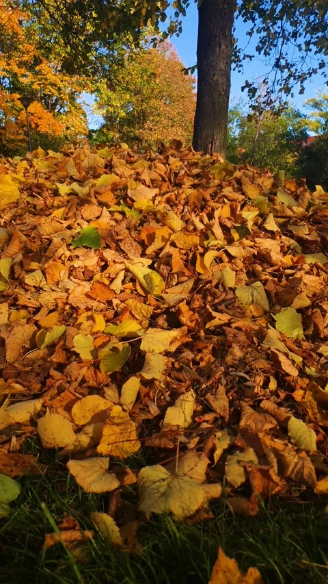 A pile of fall leaves vertical, gathering fallen yellow fall leaves into a pile. Видео 347404992