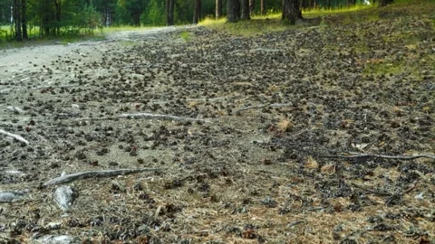 A pile of fallen cones under a pine tree in a wooded area. Cones in the forest. Stock Footage 311353335