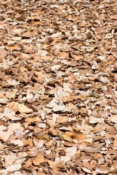 Pile of fallen leaves Stock Photos
