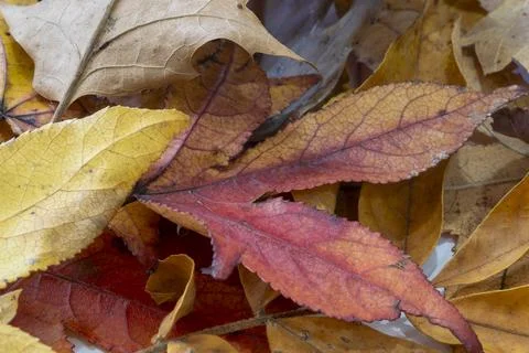 Pile of fallen leaves. Stock Photos