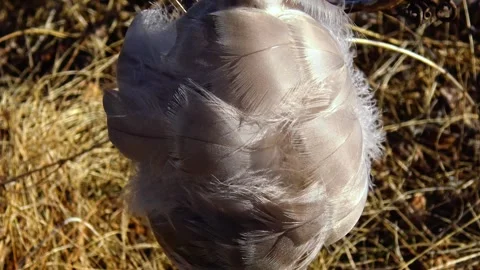 Pile of feathers, commonly identified as the remains of prey left by a bird.. Stock Footage 341692158