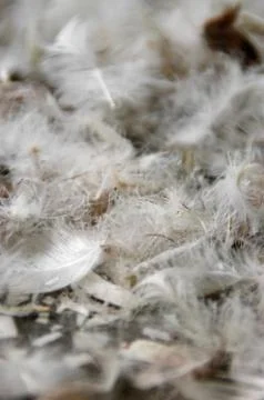 Pile of feathers Stock Photos