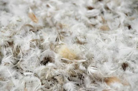 Pile of feathers Stock Photos