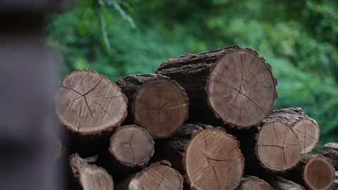 Pile of Firewood 06 Stock Footage 205069403