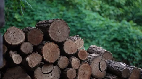 Pile of Firewood 08 Stock Footage 205073125