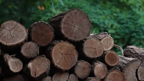 Pile of Firewood  Stock Footage 205067223