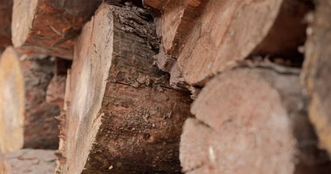 Pile of firewood Stock Footage 297580607