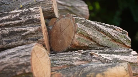 Pile of firewood in the garden Stock Footage 204886238