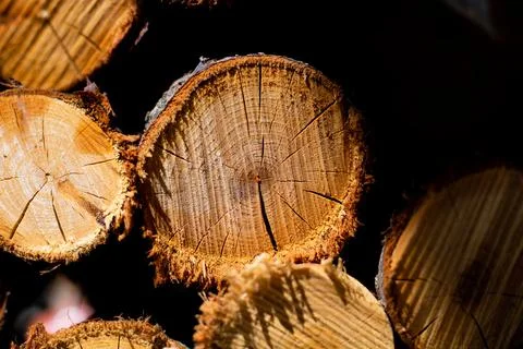 Pile of firewoods in focus Stock Photos
