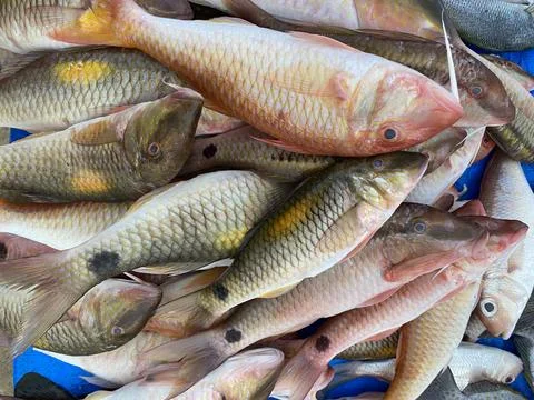 Pile of fish Stock-Fotos