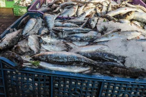 Pile of fish in plastic boxes with ice on display at street market - Marrakesh Stock Photos