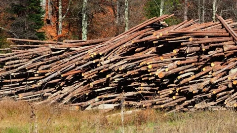 Pile of forest pine and spruce trees logs, logging timber wood industry Stock Footage 291926023