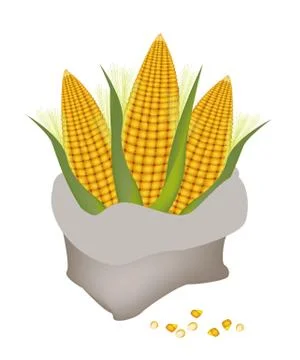 A Pile of Fresh Corn in A Sack Ilustración de archivo