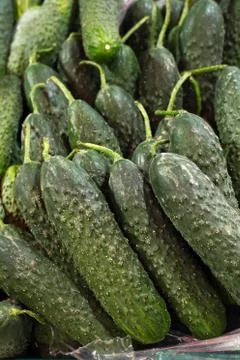 Pile of fresh cucumbers it the store Stock Photos