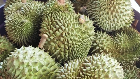 Pile of fresh durian fruits with sharp thorns. Stock Footage 340712178