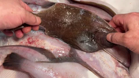 Pile of Fresh Flounder, First Catch of Autumn (Akagarei), Japanese Food Stock Footage 344641766