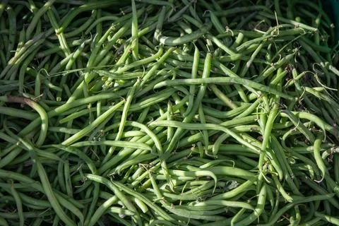 Pile of fresh green beans (string beans, snap beans) at a street market, show Stock Photos