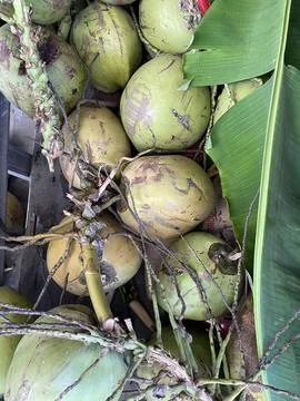 Pile of fresh green coconuts Stock Photos