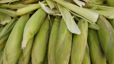 Pile of Fresh Green Corn Cobs Agricultural Food and Farming Theme Фото