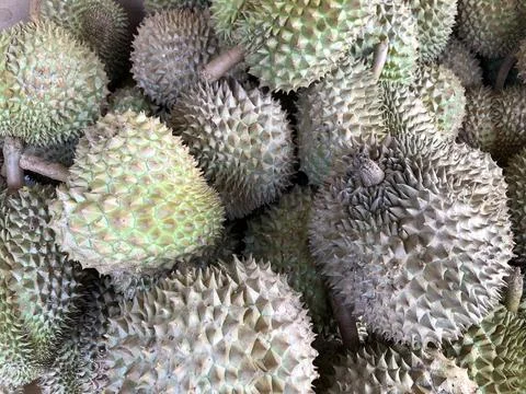 Pile of Fresh Green Durians with Sharp Spikes Stock Photos