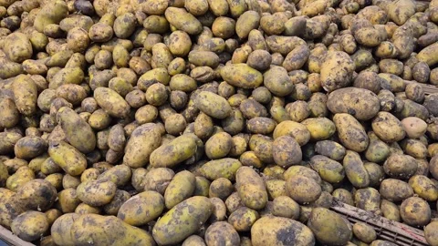 A pile of fresh large potatoes on the counter of a supermarket Stock Footage 313453448