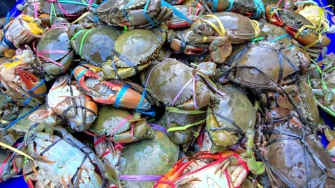 A pile of fresh mud crabs on display at a traditional fish market. Stock Footage 338338567