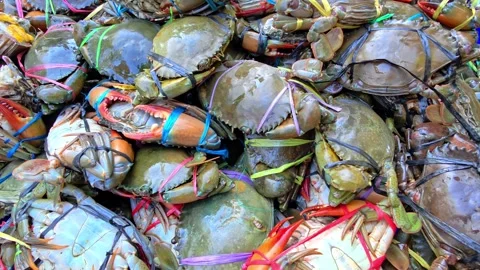 A pile of fresh mud crabs on display at a traditional fish market. 스톡 동영상 338338594
