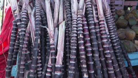 Pile of fresh purple sugar cane at local market Stock Footage 334646777