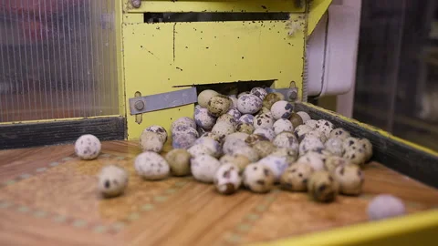 Pile of fresh quail eggs collected at the agricultural poultry facility Stock Footage 277705217