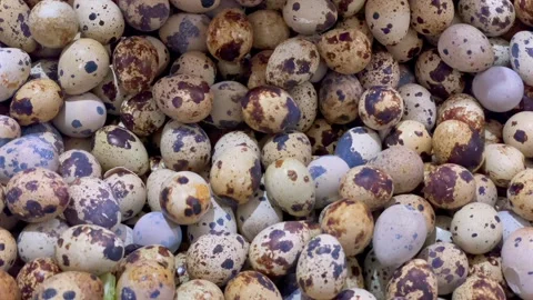Pile of fresh raw quail eggs in a market Stock Footage 337570415