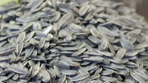 Pile of Fresh Salt Roasted Sunflower Seeds Stock Footage 287516016